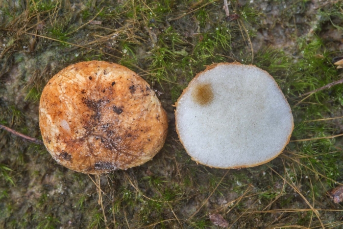 Lactarius zonarius