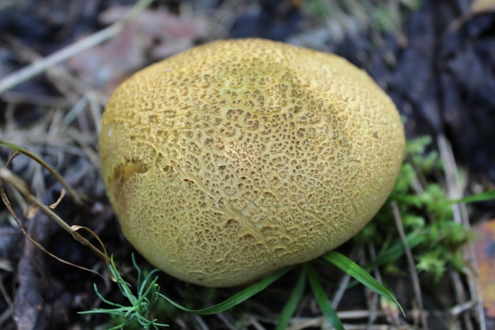 Ложнодождевик бородавчатый