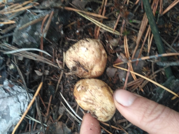 Ризопогон трюфель обыкновенный