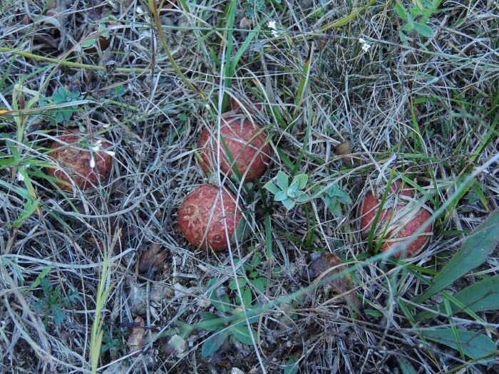 Гриб в лесу