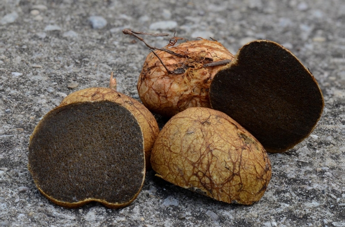 Перигорский трюфель