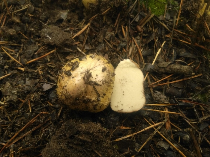 Agaricus bernardii