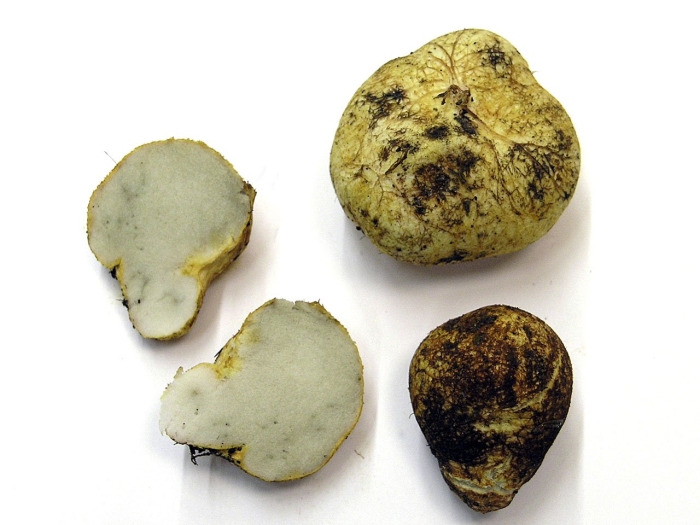 Гриб трюфель