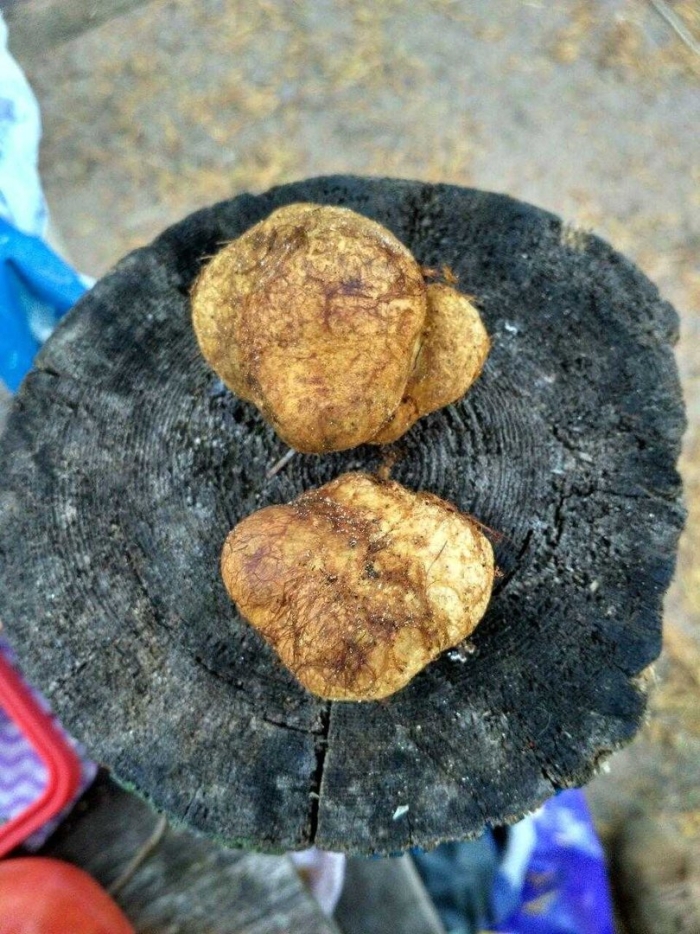 Гриб белый трюфель