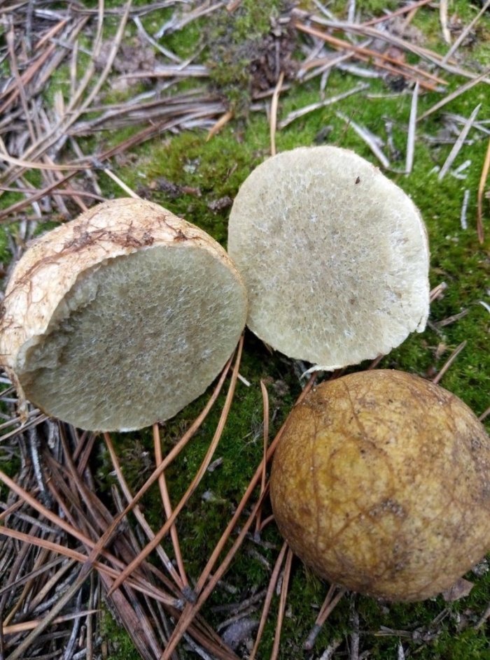 Ризопогон гриб