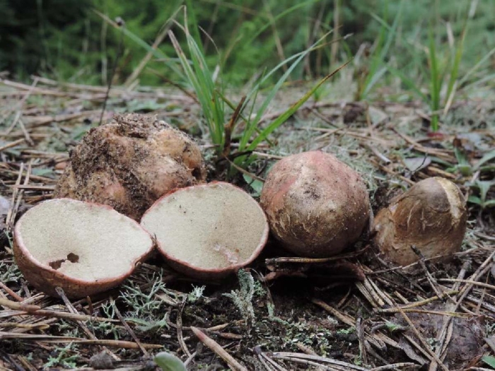 Ризопогон трюфель обыкновенный