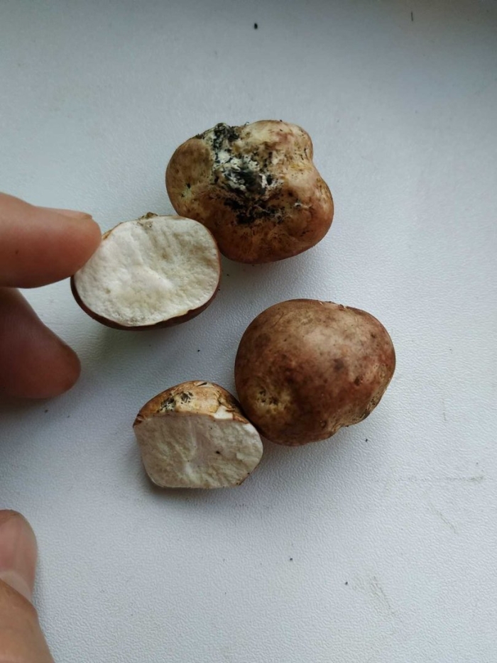 Крымский трюфель гриб