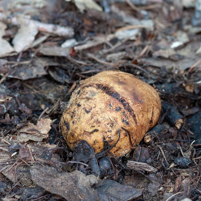 Ложный трюфель меланогастер