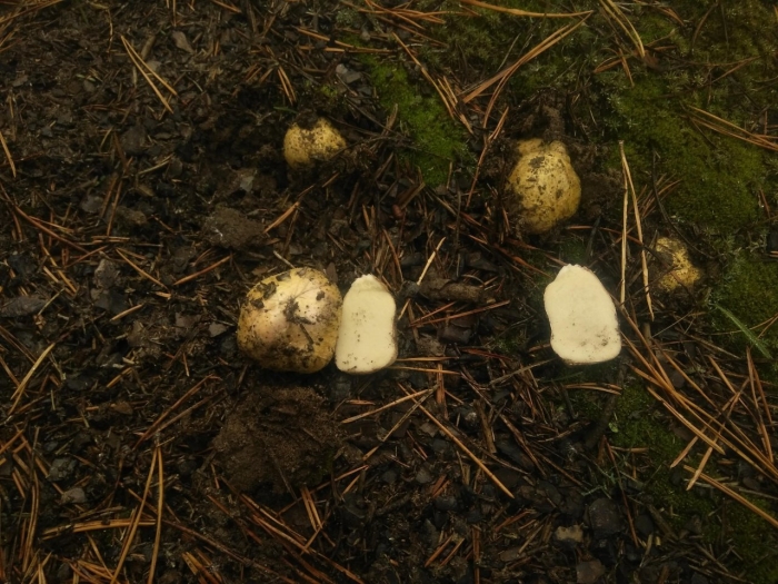 Ризопогон желтоватый