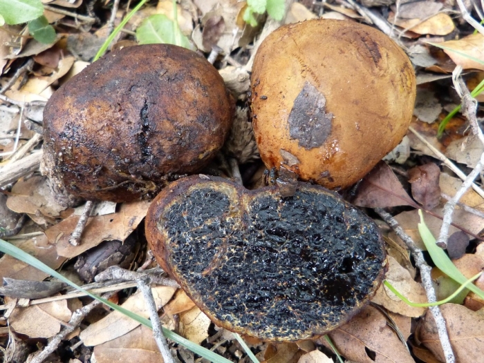 Меланогастер брума и трюфель