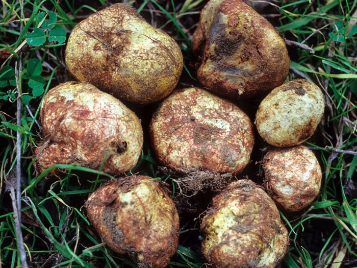 Крымский трюфель