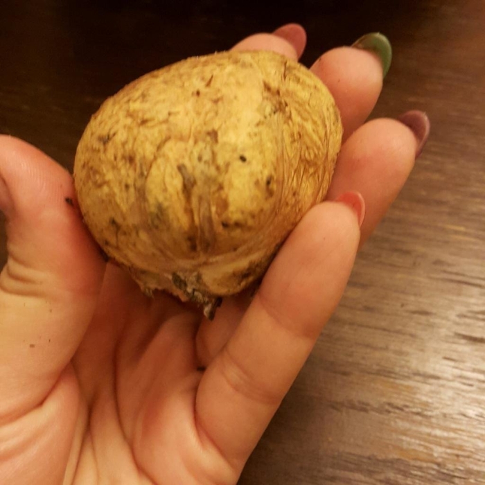 Сельдерей корень