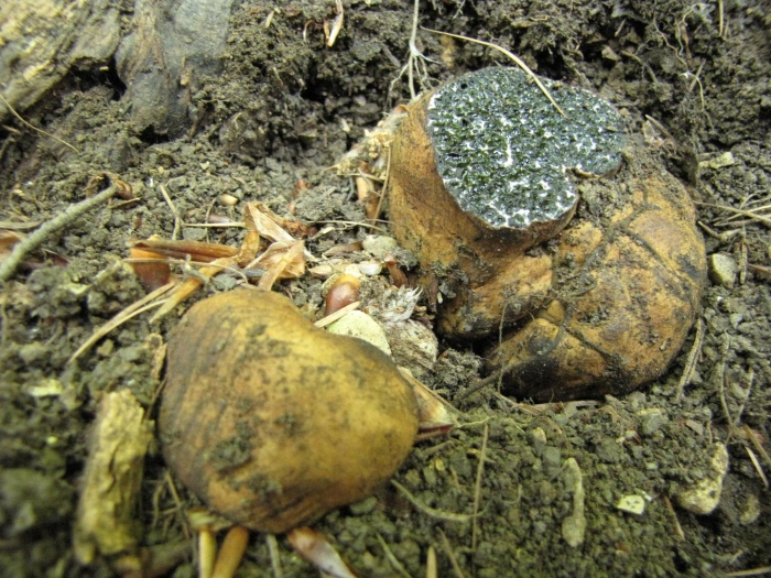 Ложный трюфель меланогастер