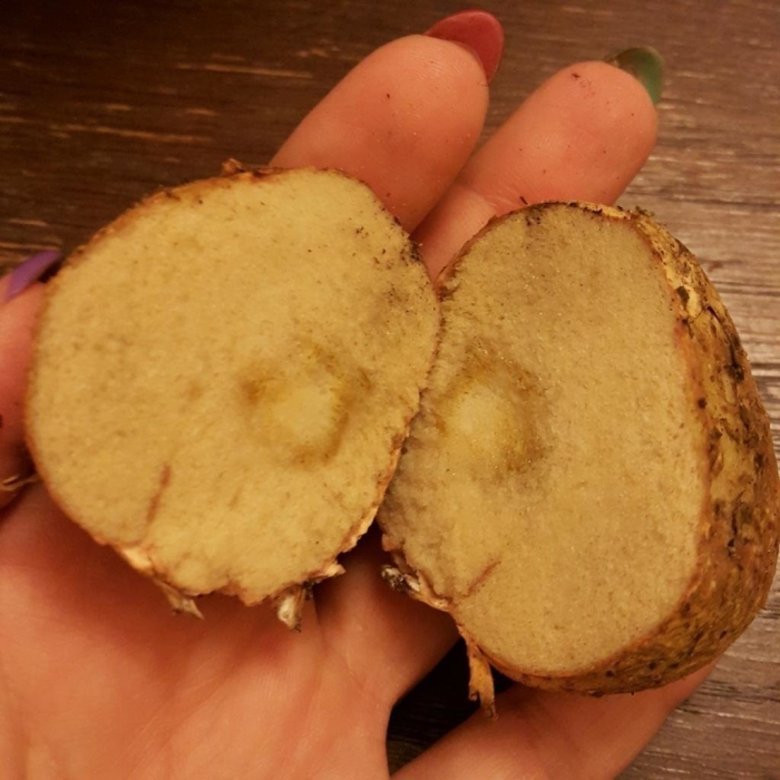 Почернение клубней картофеля