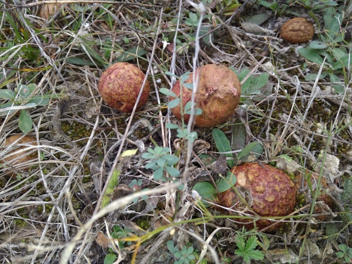 Грибы в крыму