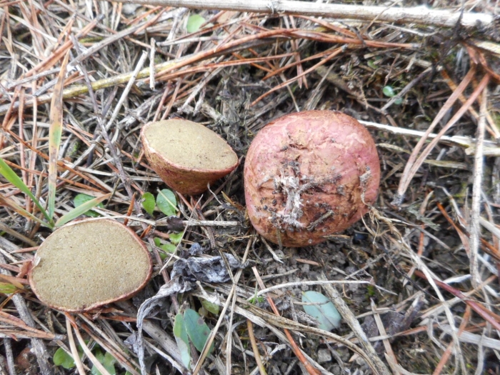 Трюфель крымский ризопогон