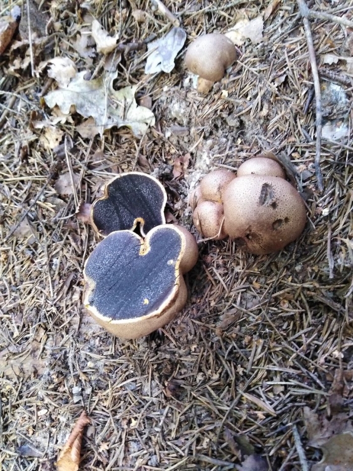 Земляной гриб трюфель