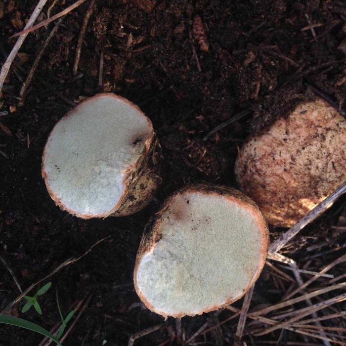 Ризопогон гриб