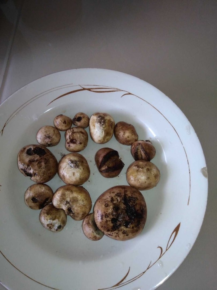 Можно ли отравиться шампиньонами