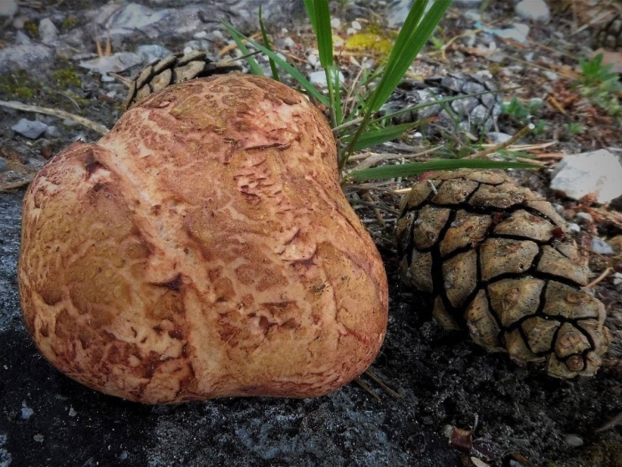 Головач пузыревидный (calvatia utriformis)