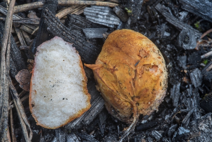 Трюфель олений гриб