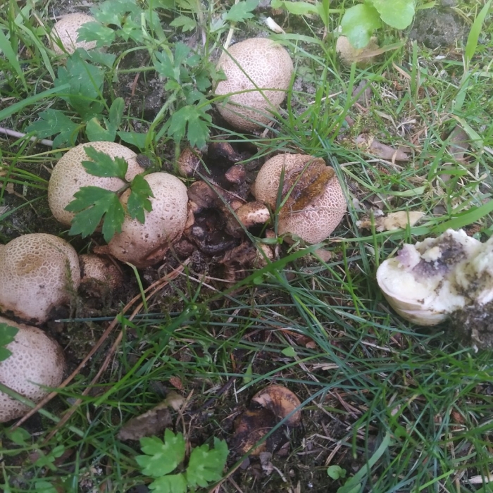 Шампиньон августовский agaricus augustus