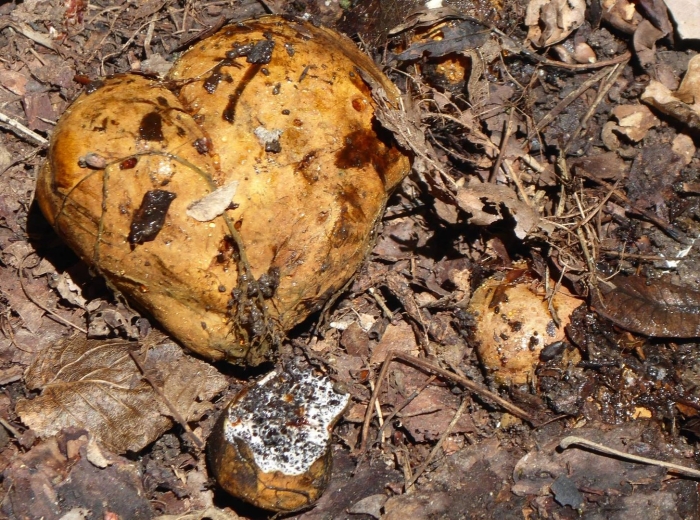 Меланогастер брума