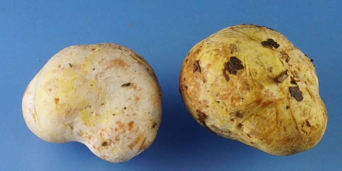 Черная парша (ризоктониоз)