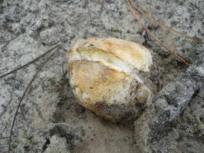 Гриб веселка