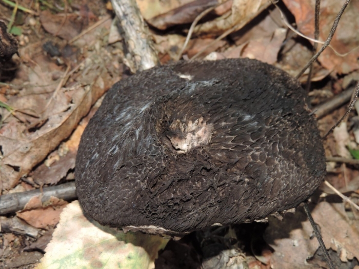 Гриб шишкогриб хлопьеножковый