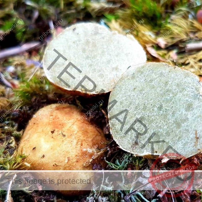 Ризопогон трюфель обыкновенный