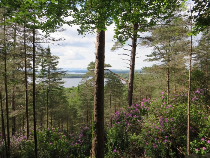 Флора ильменского заповедника