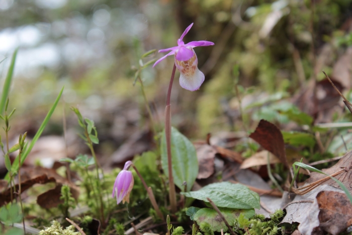 Орхидея калипсо луковичная