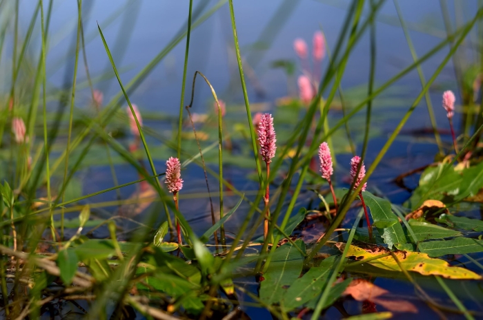Горец земноводный (persicaria)