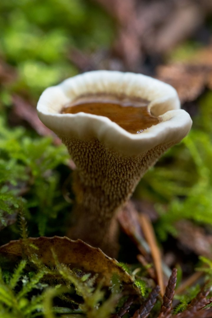 Тарзетта чашевидная