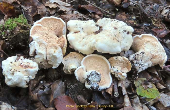 Ежовик белоножковый гриб