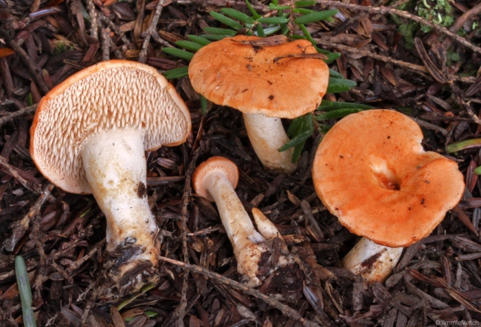Рыжик сосновый боровой lactarius deliciosus
