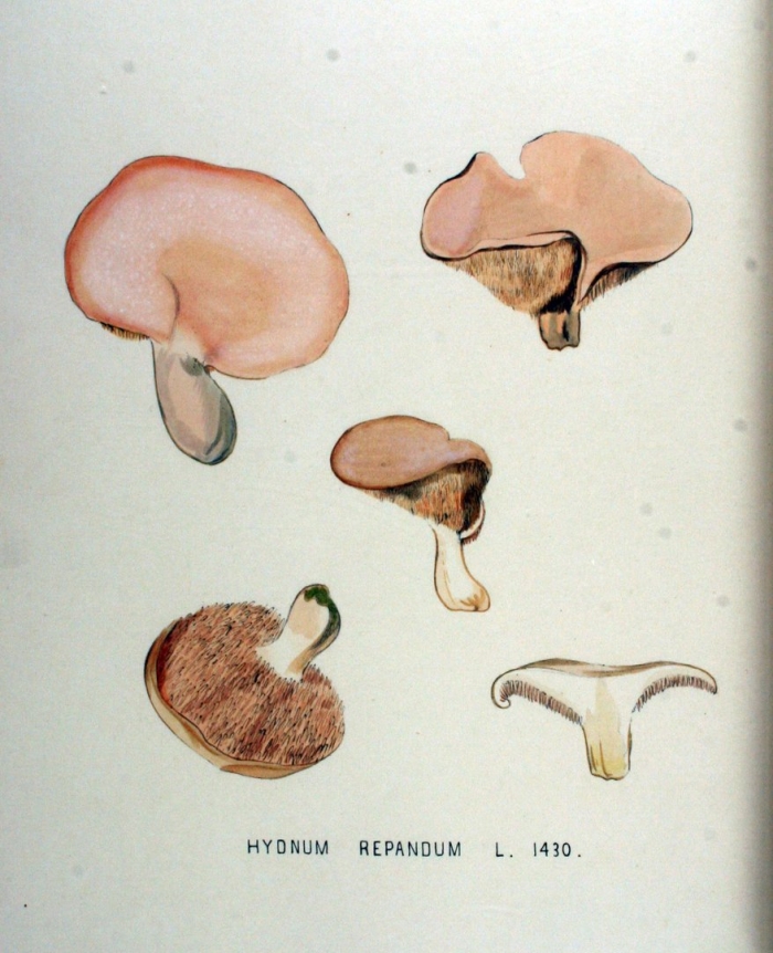 Hydnum repandum