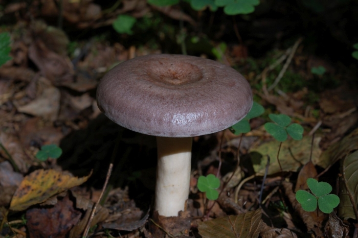 Млечник неедкий