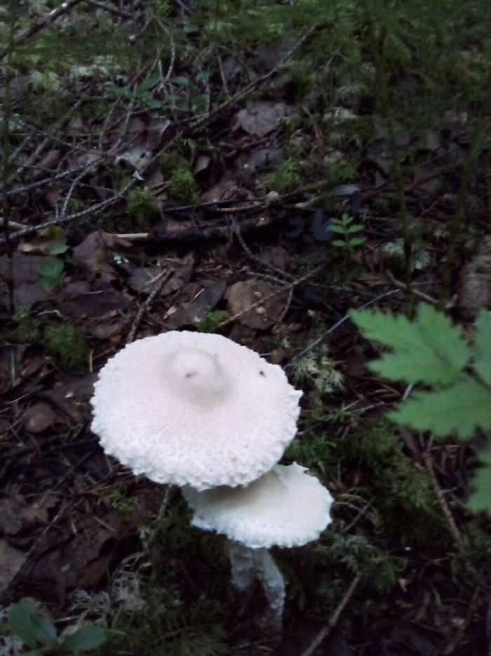 Гриб зонтик девичий macrolepiota puellaris