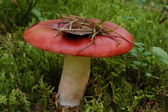 Краснокнижные грибы беларуси