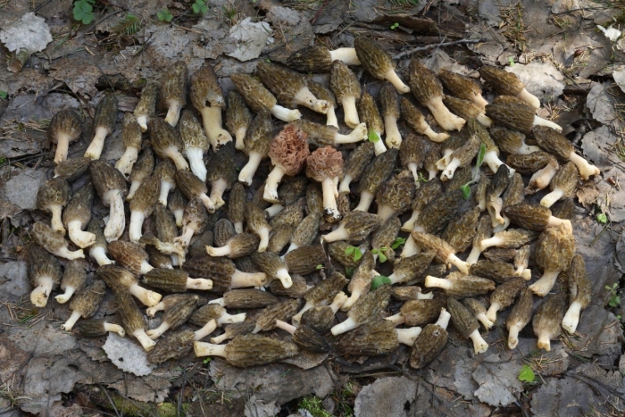 Грибы белоруссии