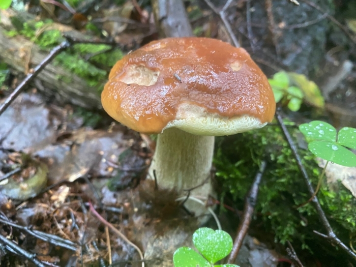 Грибы подмосковья