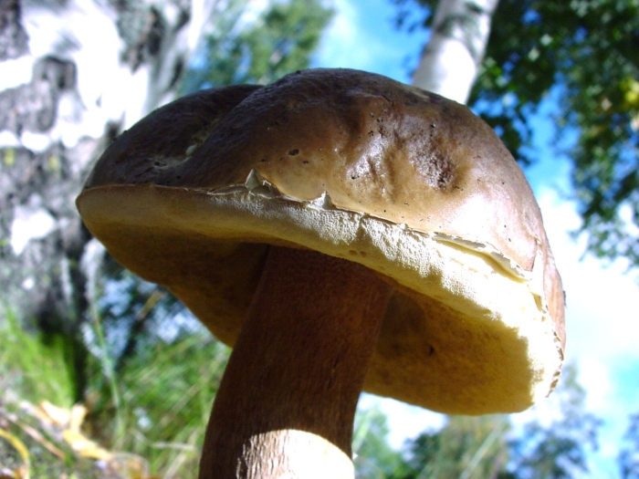 Белый гриб бронзовый boletus aereus