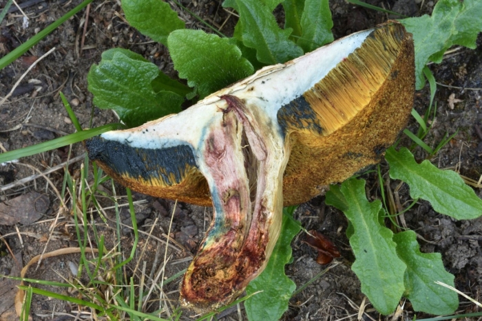 Cyanoboletus pulverulentus