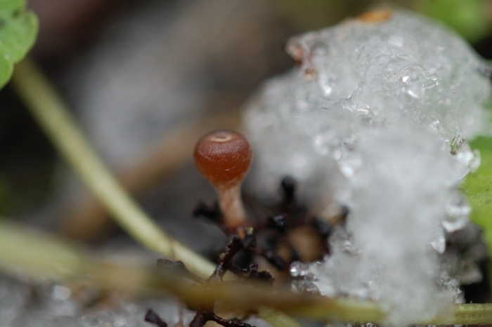 Слизевик миксомицет трихия