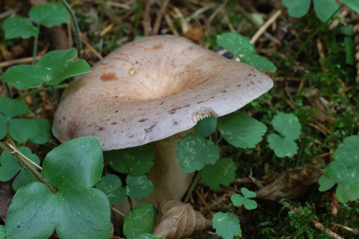 Млечник серо розовый lactarius helvus