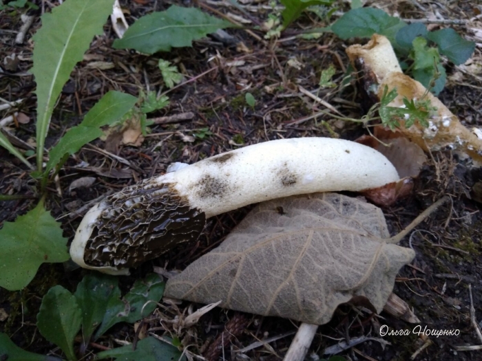 Весёлка обыкновенная гриб