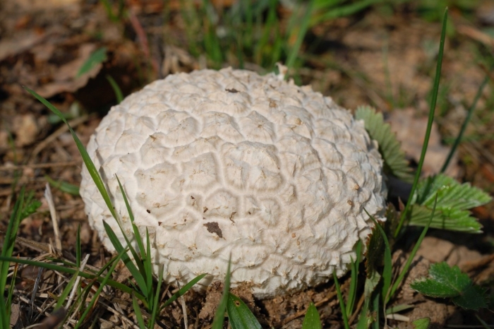 Гриб головач мешковатый