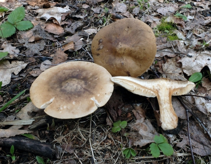 Melanoleuca cognata гриб